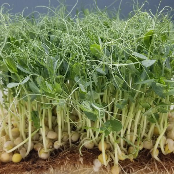 Pea Microgreens