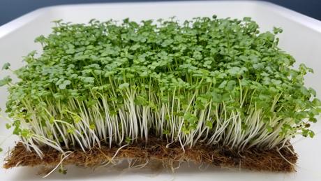 Mustard Wasabena Microgreens